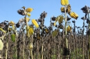 tristes tournesols